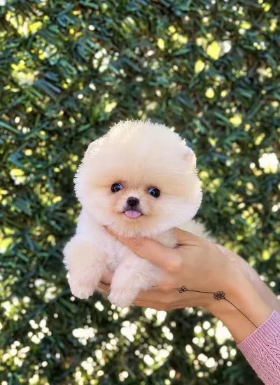 Biblo Erkek Pomeranian Boo