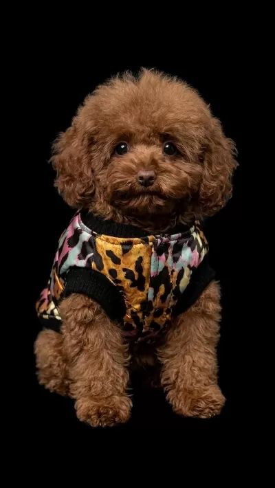 Kıvırcık Tokyo Poodle