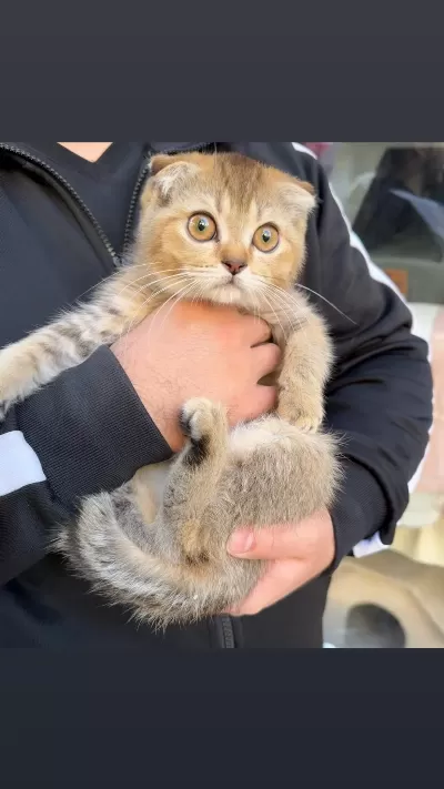Scottish Fold Dişi Golden