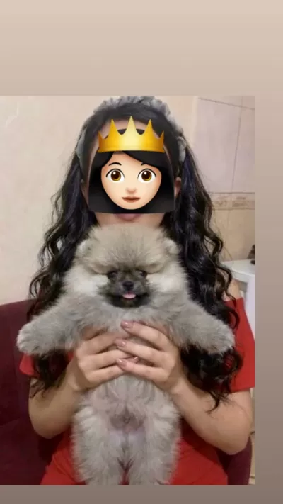 Pomeranian Boo Üst Kalite Teddy Bear Erkek