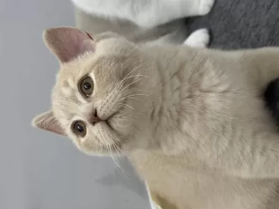 Safkan British Shorthair Fawn 3 Aylık Erkek