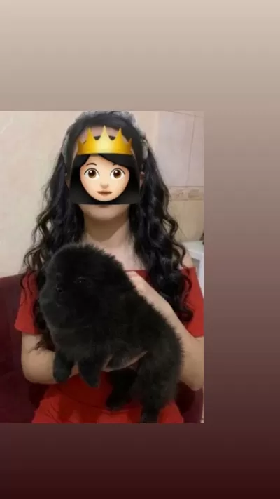 Pomeranian Erkek Köpeğimiz