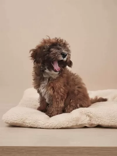 İrk & Sağlık Garantili Sevimli Maltipoo