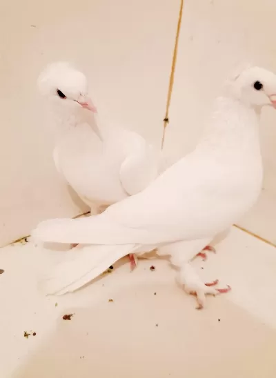 Bir Takim Takkali Beyaz Takim 81 İle Gönderim Olur