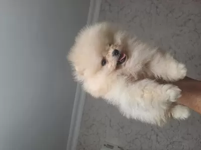 Minik Pomeranian Pandalar