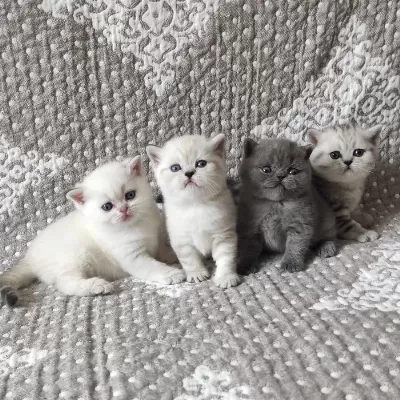 British Shorthair Yavrulari