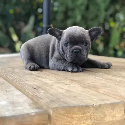 French Bulldog Yavrulari