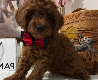 Toy Poodlye
