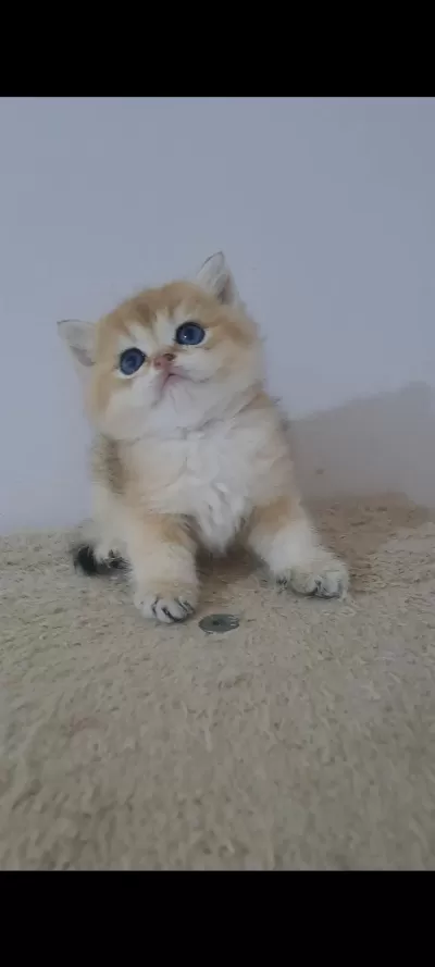 British Shorthair Golden Erkek