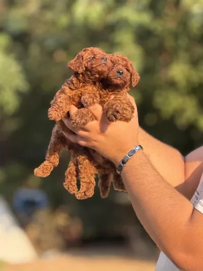 Aşili Çiş Eğitimli Toy Poodle Bebekler