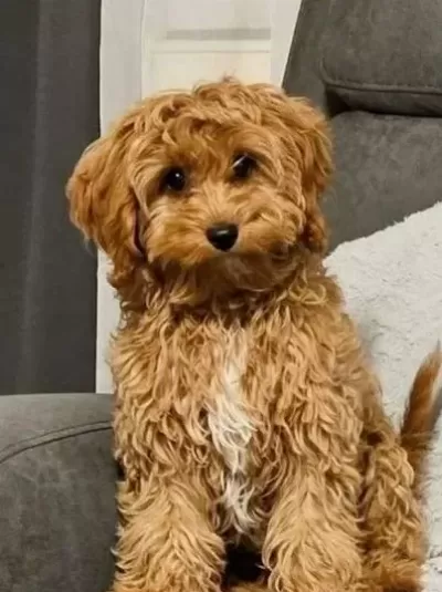 Kahve Tonlu Malti̇poo Ci̇nsi̇ Yavrular