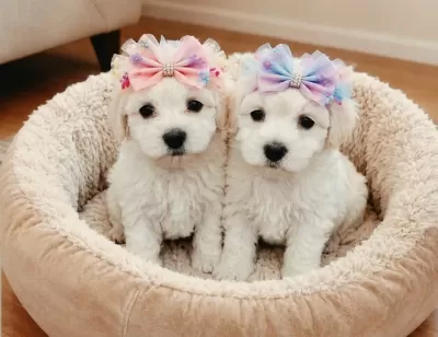 Sevgi Dolu Maltese Terir Bebisler