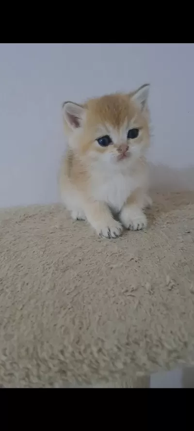 British Shorthair Golden Erkek