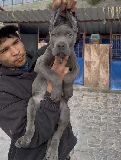 Cane Corsa Alan Koruma Köpeği Üst Düzey Yavrularım