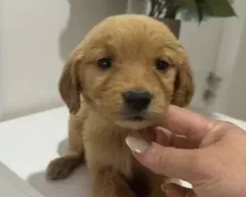 Safkan Golden Retriever Bebekler