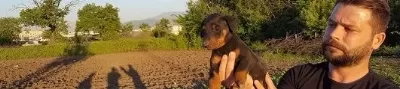 Irk Garanti̇li̇ Doberman Yavrulari