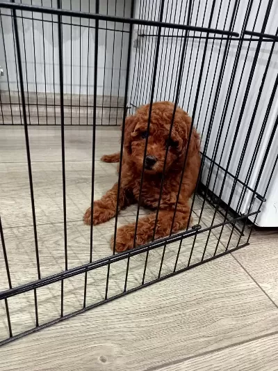 Kore Poodle Yavrumuz