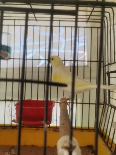 Hazir Bangir Bangir Oter Durumda Sari Mozaik Kanarya