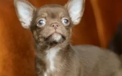 Teacup Chocolate Chihuahua