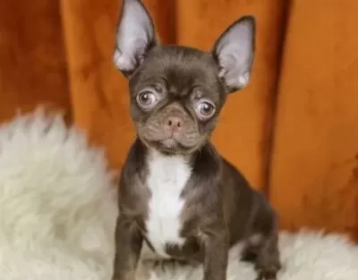Egzotic Chocolate Chihuahua
