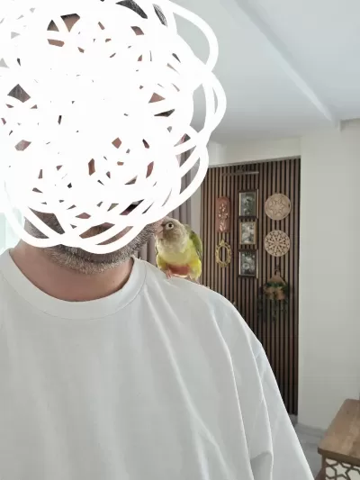 El Besleme 8 Aylık Pineapple Konur Papağanı