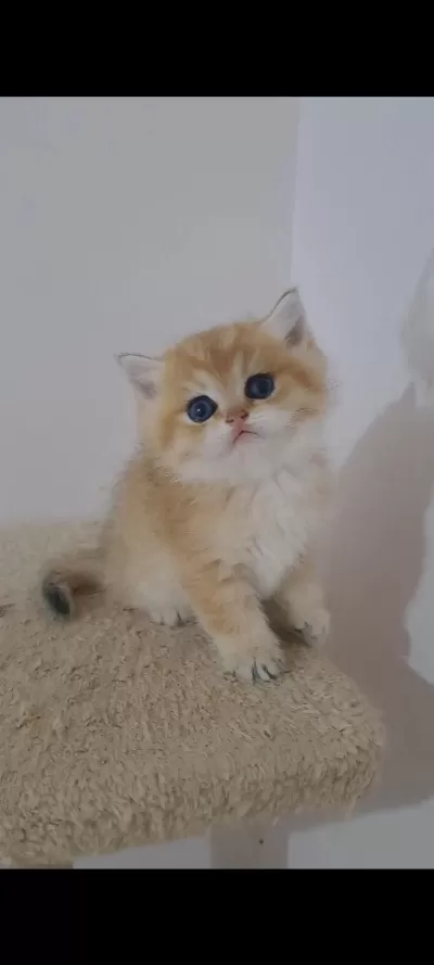 British Shorthair Golden Erkek