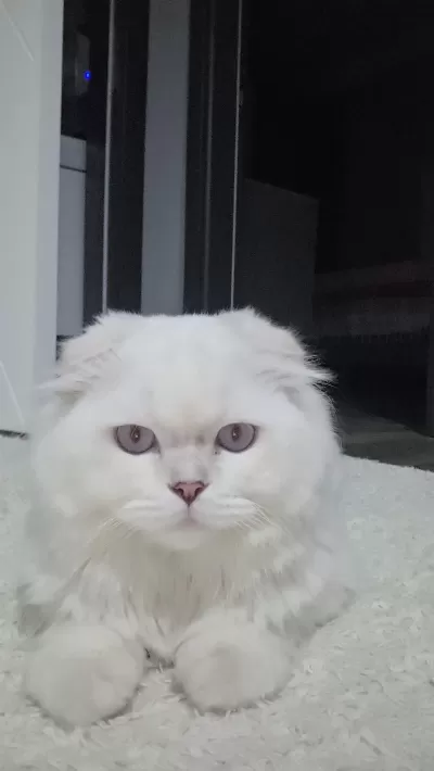 9 Aylık Scottish Fold Longhair