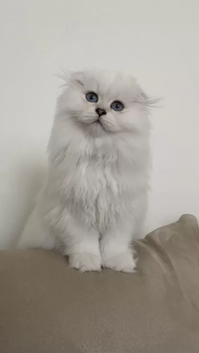 70 Günlük Biblo Gibi Yavru Scottish Fold