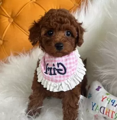 Evin Maskotu Toypoodle Yavrular