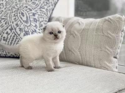 İrk Garantili, Veteriner Kontrollü Sevimli Scottish Fold