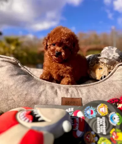 Poodle Çi̇fli̇ği̇nden Efsane Güzel Yavrular Si̇zleri̇ Bekli̇yor