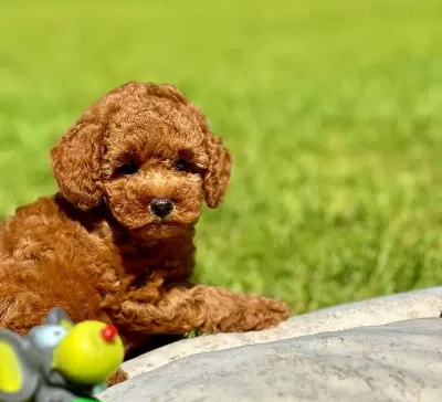 En Sevimli Poodle Yavrulari