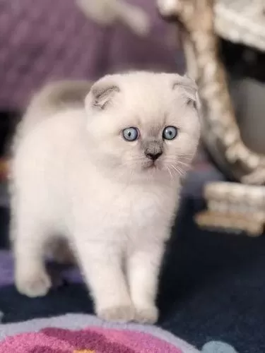 Ev Ortamında Büyümüş, Oyuncu Scottish Fold