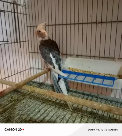 Damızlık Erkek Wifi Sultan Papağanı