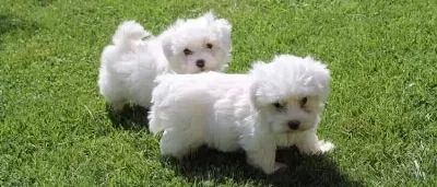 Özal Maltese Terrier Yavrulari