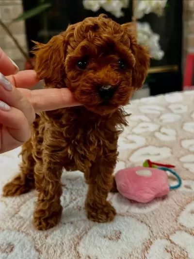 İrkinin En Güzeli Toy Poodle