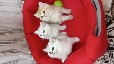 British Shorthair Yavrularımız Yeni Yuvasını Arıyor
