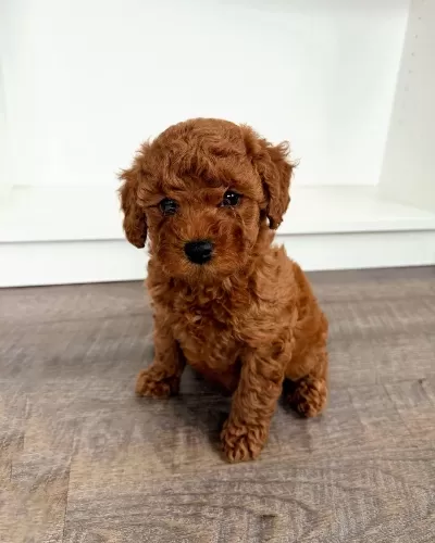 İrk Güzeli Toy Poodle