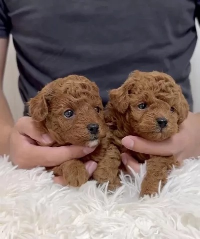 İrk Güzeli Toy Poodle Bebekler