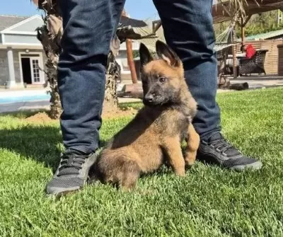 Belçika Malinois Yavru