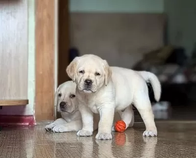 Ruhsatli Çi Fli Kten Özel Labrador Retri Ever Yavrular I Stanbul