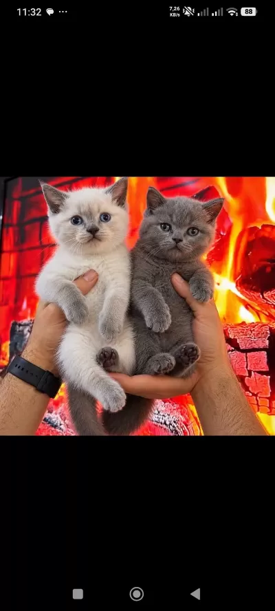 Safkan Sağlikli Bebekler