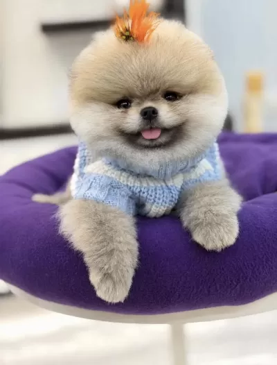 Pomeranian Boo Orjinal Rengi Ve Tüy Kaliteli Yavrumuz