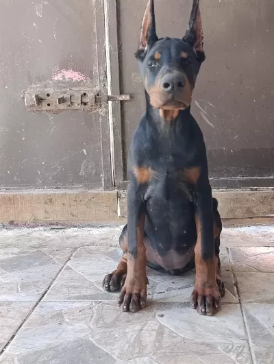 Şampiyon Kan Hattından A Şecere Doberman Yavrular