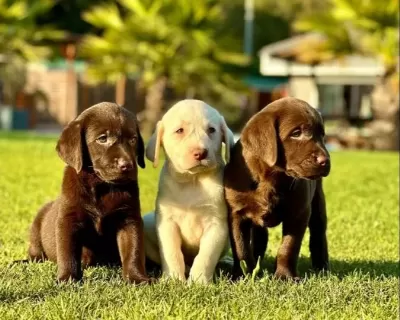 Çikolata Ve Krem Labrador Bebekleri
