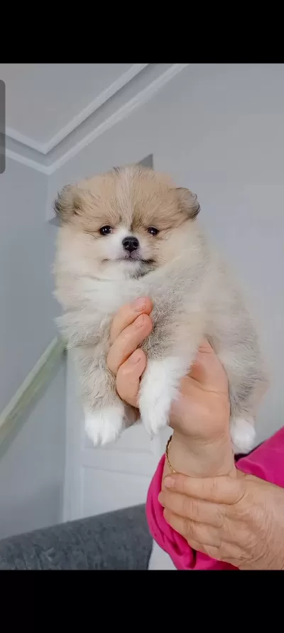Pomeranian Boo Köpeği
