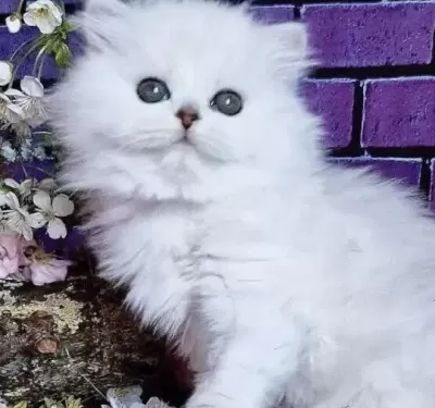British Longhair Kedisi Beyaz