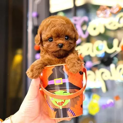 Korean Toy Poodle Yavrularim
