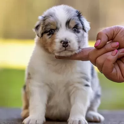 Blue Merle Avustralya Çoban Yavruları