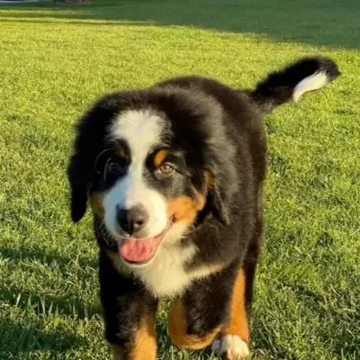 Bernese Montain Dog Yavrularımız
